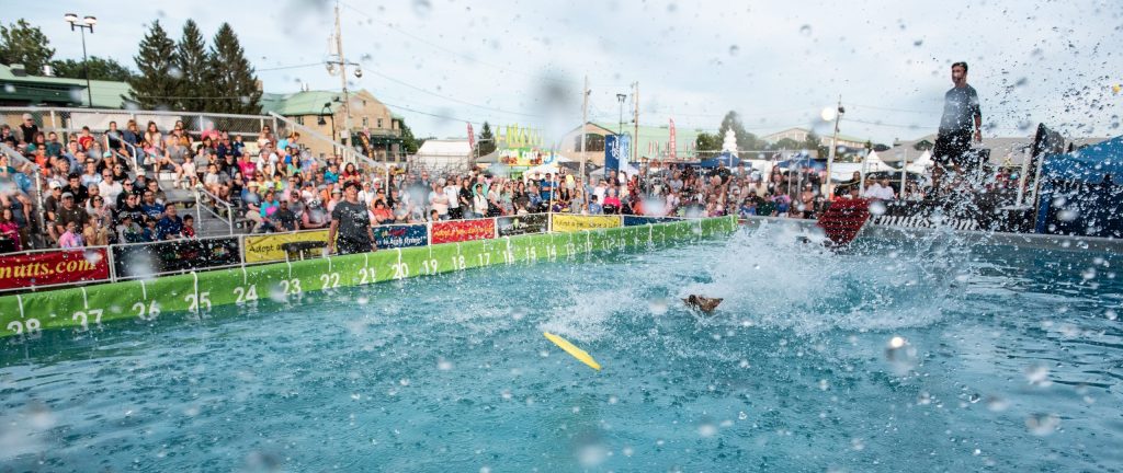 K9s In Flight - Homeless To High Flying - Frisbee Dog Show