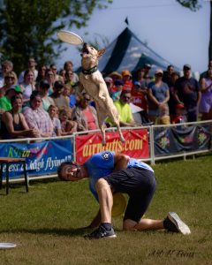 K9s In Flight - Homeless To High Flying - Frisbee Dog Show