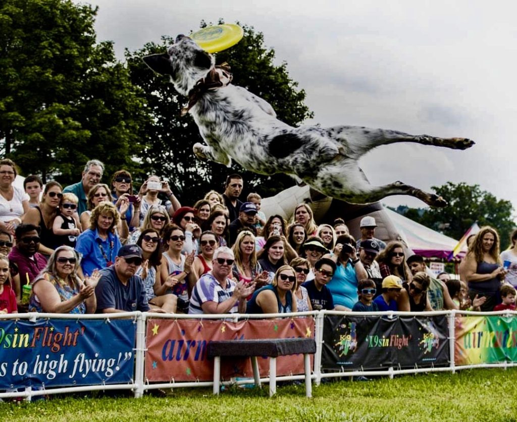K9s In Flight - Homeless To High Flying - Frisbee Dog Show