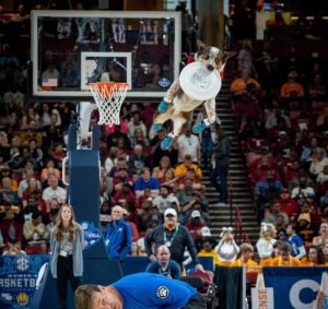 K9s In Flight - Homeless To High Flying - Frisbee Dog Show