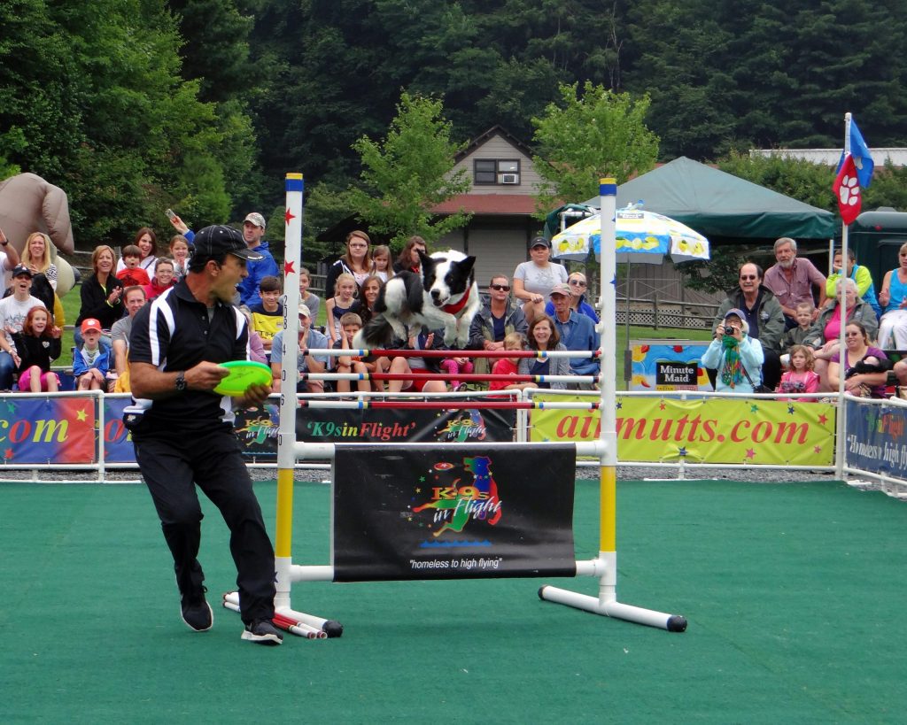 K9s In Flight - Homeless To High Flying - Frisbee Dog Show
