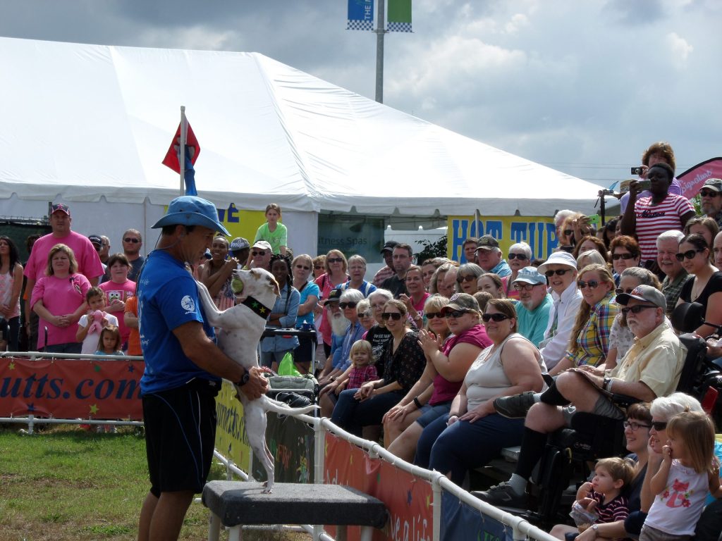 K9s In Flight - Homeless To High Flying - Frisbee Dog Show