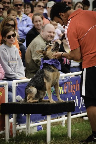 K9s In Flight - Homeless To High Flying - Frisbee Dog Show