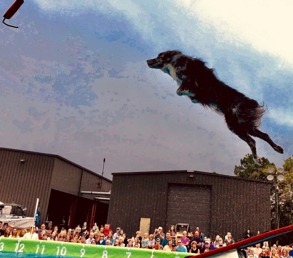 K9s In Flight - Homeless To High Flying - Frisbee Dog Show