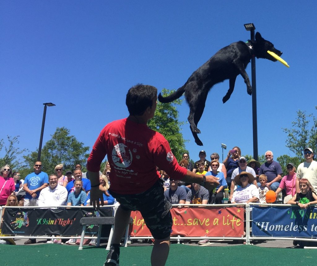 K9s In Flight - Homeless To High Flying - Frisbee Dog Show